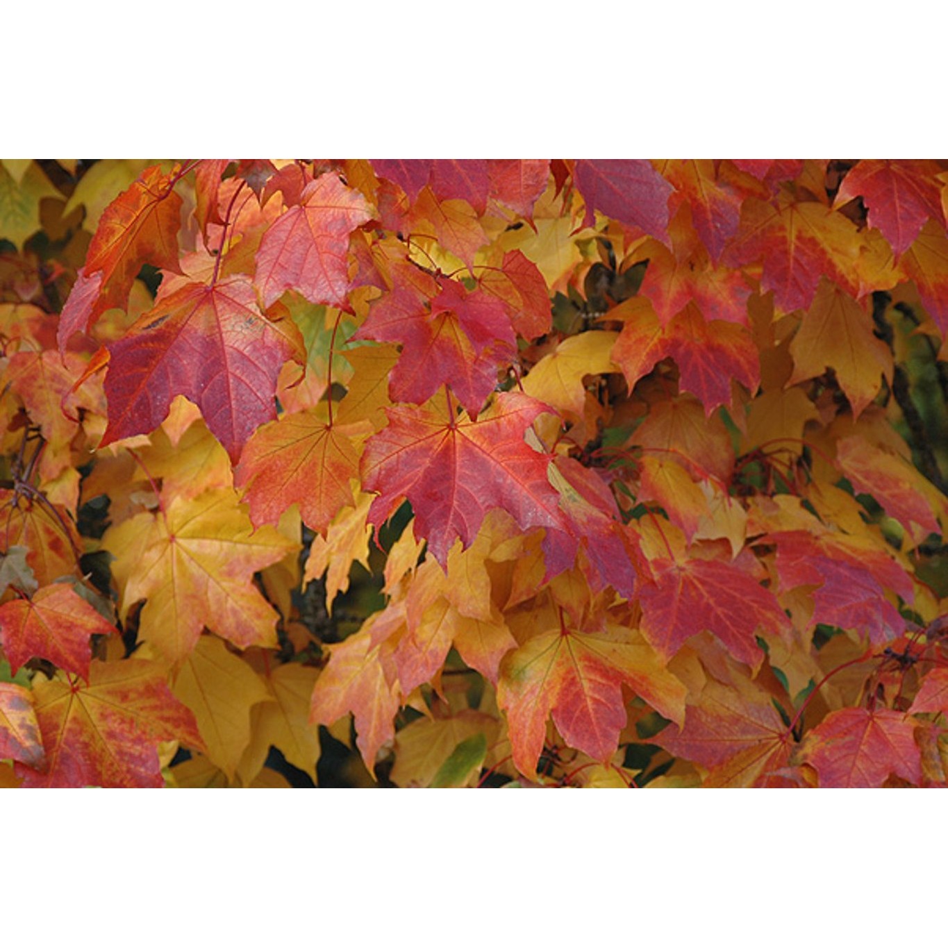 Skogslönn – Acer plat. 'Deborah' - 12/14 RB